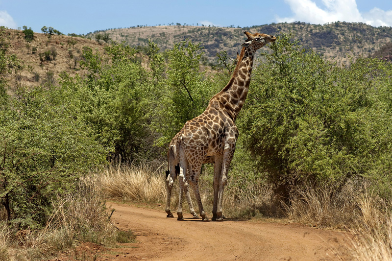 pilanesberg-02