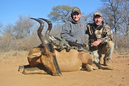 Red Hartebeest