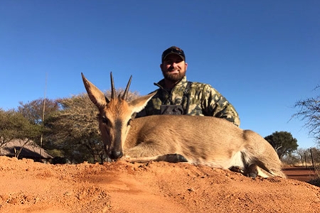 Common Duiker