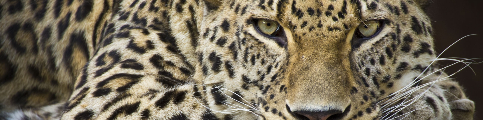 leopard-08