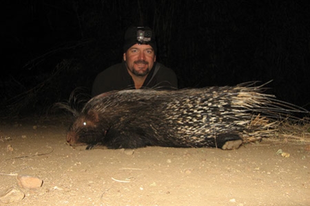 Africa Porcupine